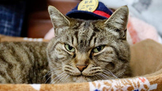 Chú mèo Nya là trưởng ga tàu ở Nhật bản bất ngờ qua đời vị bị xe tông