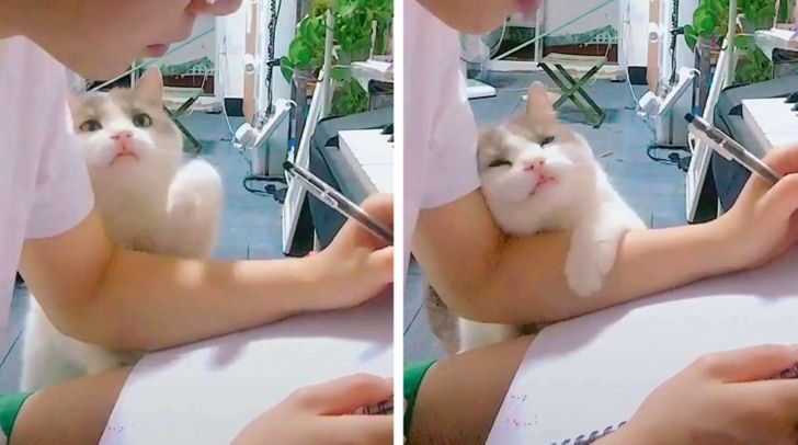 Khoa học chứng minh mèo không hề coi chúng ta là nô lệ mà lại còn yêu thương con người hết mực