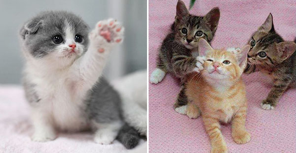 Tổng hợp những hình ảnh các bé mèo trông như cục bông mềm mịn đến tan chảy trái tim của các sen