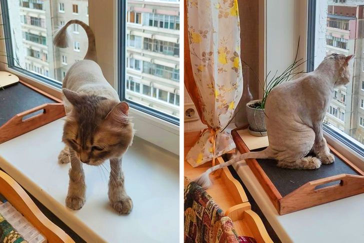 19 hình ảnh cho thấy các bé thú cưng sau khi cạo lông sẽ biến thành 1 loài vật hoàn toàn khác khiến bạn không nhận ra