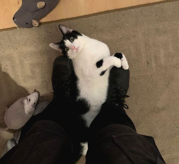 25 con vật cưng dễ thương không thể sống thiếu con người của chúng