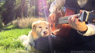 Chú chó chuyên nằm ngủ bên guitar Maple The Pup vừa qua đời ở tuổi 12