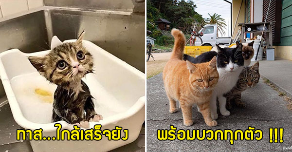 25 hình ảnh chứng minh mèo chính là sự kết hợp của dễ thương và ma quỷ khiến cho bạn bị mê hoặc mãi không rời