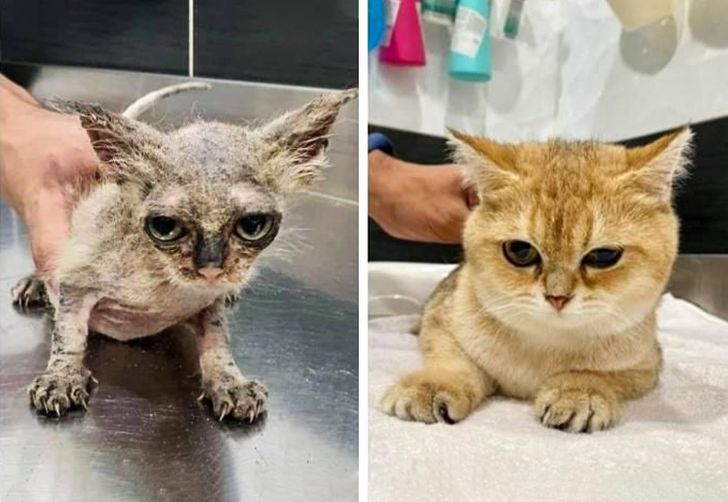 Những hình ảnh chứng minh tình yêu thương sẽ chữa lành những vết thương đau đớn từ những bé chó mèo bị bỏ rơi