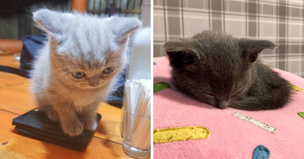 15 em bé động vật nhỏ nhắn  dễ thương tới nỗi sẽ khiến bạn muốn trở thành mẹ hiền để chăm sóc chúng