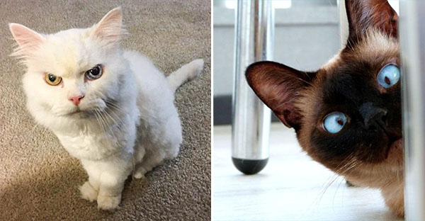 20 hình ảnh cho thấy động vật cũng biết biểu lộ cảm xúc hỷ nộ ái Ố sinh động giống như con người