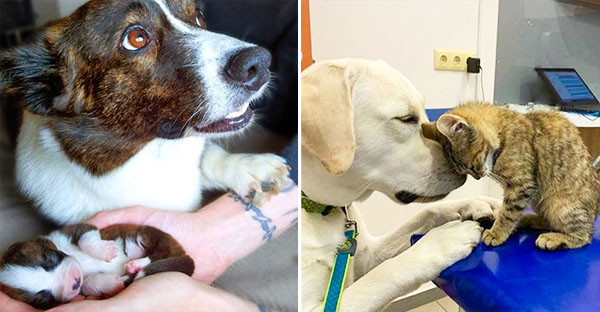 20 hình ảnh cho thấy tình yêu thương không phân biệt giống loài và nó khiến cho bạn cảm thấy hạnh phúc