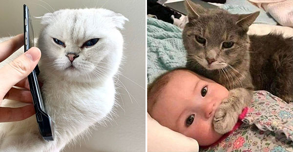 Những hình ảnh hài hước về những bé thú cưng có hành vi vô cùng kỳ lạ khiến bạn phải bật cười