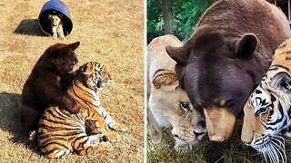 Bất ngờ với bộ 3 Gấu, sư tử và hổ sống với nhau cực hạnh phúc sau khi được giải cứu từ người chủ tàn ác