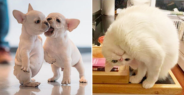 18 hình ảnh chứng minh động vật là nguồn hạnh phúc không thể thiếu đối với con người