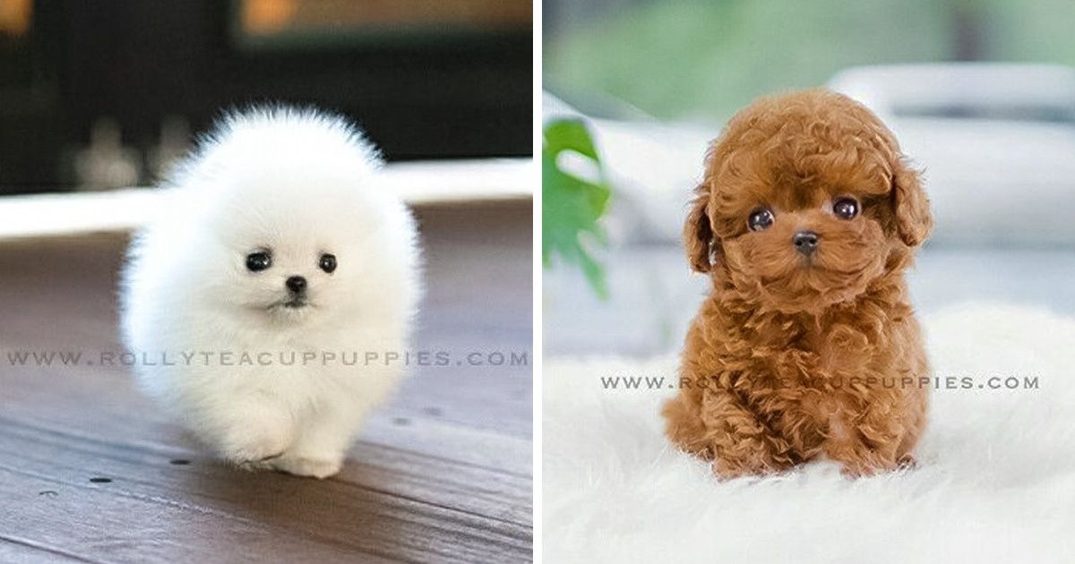 Những bé cún Teacup với kích cỡ siêu cưng khiến cho bạn phải rơi vào lưới tình ngay lập tức