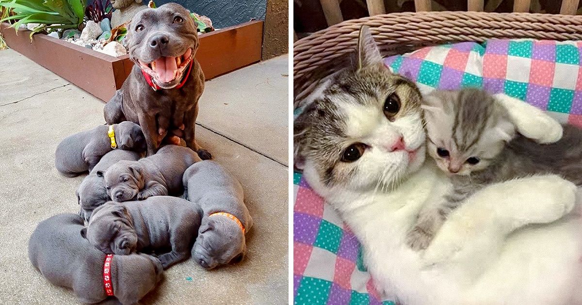 20 hình ảnh gia đình động vật khiến bạn khơi dậy tình yêu thương gia đình vô bờ bến