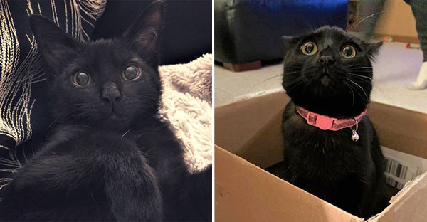 Những hình ảnh cho thấy những bé mèo đen là vô cùng dễ thương chứ không phải là điềm xấu như ông bà ta thường nói