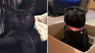 Những hình ảnh cho thấy những bé mèo đen là vô cùng dễ thương chứ không phải là điềm xấu như ông bà ta thường nói