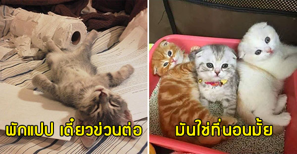 20 hình ảnh các bé mèo cực dễ thương khiến cho bạn phải mỉm cười thư giản vào ngày cuối tuần