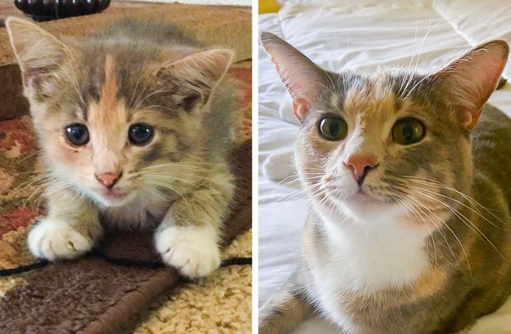 19 hình ảnh các bé chó mèo hoang được nhận nuôi khiến cuộc đời chúng trở nên tốt đẹp và tràn ngập yêu thương