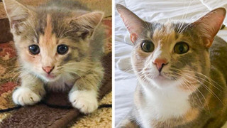 19 hình ảnh các bé chó mèo hoang được nhận nuôi khiến cuộc đời chúng trở nên tốt đẹp và tràn ngập yêu thương