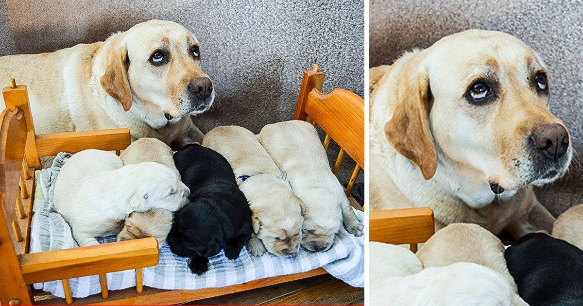 20 hình ảnh ghi lại khoảnh khắc các bé chó mèo  cũng phải mất kiên nhẫn khi được làm mẹ