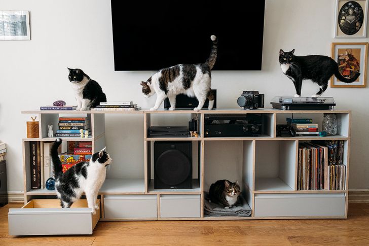 17 con sen u mê tưởng là càng nuôi nhiều mèo thì sẽ càng vui nhưng cuối cùng phải gánh chịu hậu quả khôn lường