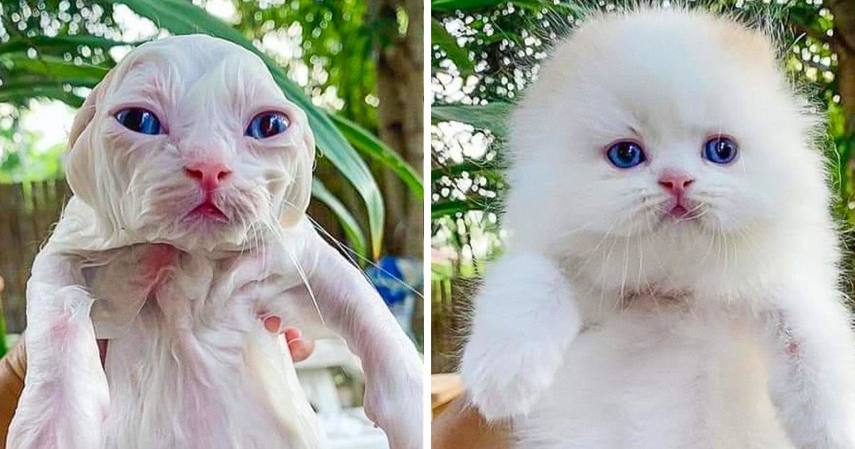 Tổng hợp 15 bé động vật trở thành thảm họa sau khi tắm khiến bạn phải phì cười