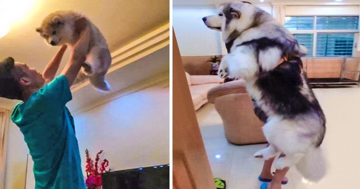 15 hình cho thấy tình yêu thương ngày một bền vững theo thời gian giữa con sen và các bé chó mèo khiến bạn thấy ấm lòng