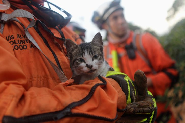 12 hình ảnh ấm lòng khi con người ra tay cứu giúp những bé động vật đang gặp nguy hiểm khiến bạn cảm thấy ấm lòng