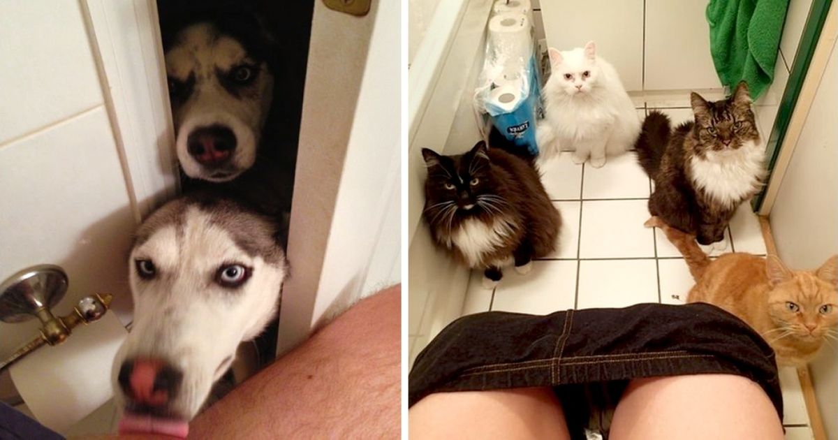 22 loài vật tìm kiếm vị trí nằm thoải mái nhất lại ở những nơi quái đản nhất khiến sen phải bật cười