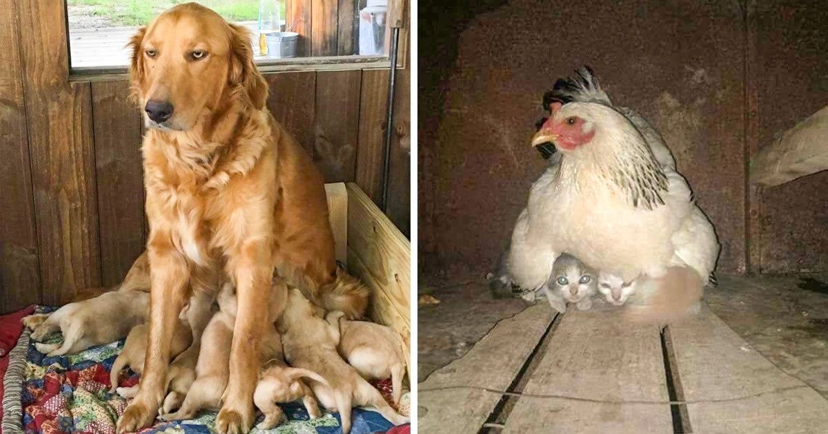 16 hình ảnh cho thấy làm mẹ khó đấy phải đâu chuyện đùa ở các bé động vật khiến cho bạn cảm thấy đồng cảm