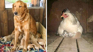 16 hình ảnh cho thấy làm mẹ khó đấy phải đâu chuyện đùa ở các bé động vật khiến cho bạn cảm thấy đồng cảm