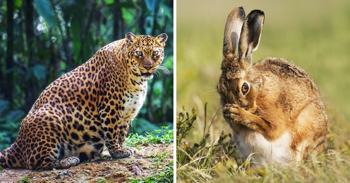 15 hình ảnh khi động vật mang thai khiến cho bạn thêm tin yêu vào cuộc đời này 