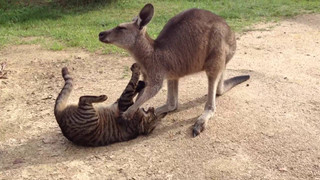 Úc: Ra luật bắt mèo phải ở nhà vì toàn ra ngoài đường kiếm chuyện đánh nhau với kangaroo!
