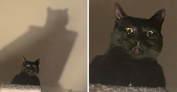 Những hình ảnh khi lũ mèo thể hiện mặt tối đáng sợ của chúng khiến cho nhiều con sen phải hết hồn