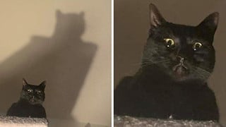 Những hình ảnh khi lũ mèo thể hiện mặt tối đáng sợ của chúng khiến cho nhiều con sen phải hết hồn