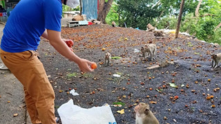 Vũng Tàu tiếp tế trái cây cho khỉ để dụ chúng về lại núi