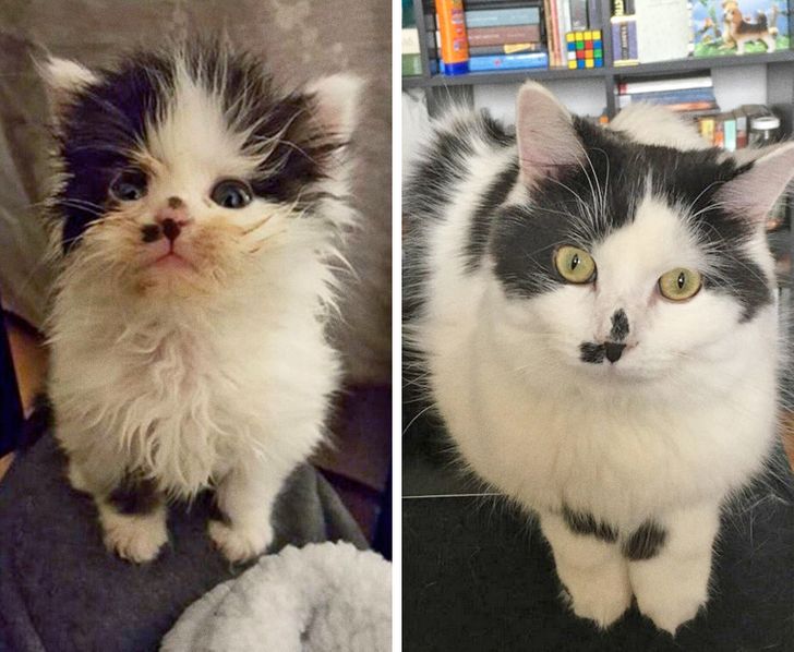 Những hình ảnh so sánh khi các bé thú cưng còn làm giang hồ đi hoang và  sau khi được các sen yêu thương để rồi trở nên vô cùng đáng yêu