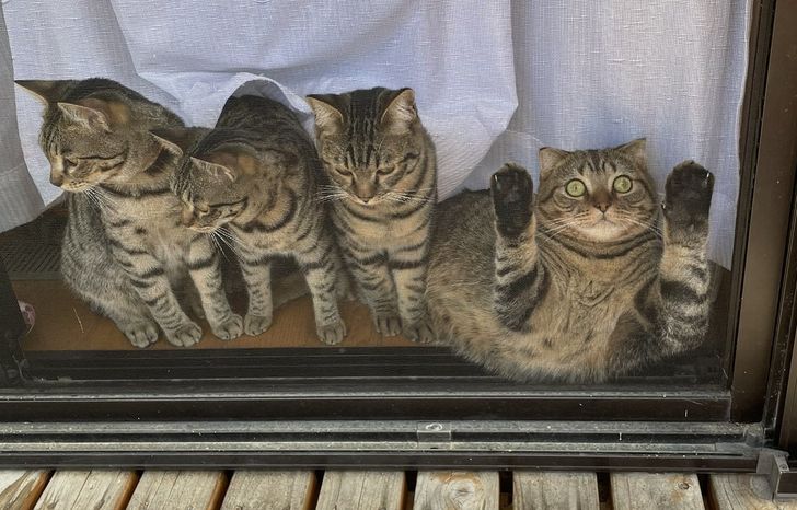 15 loài động vật có tính cách vô cùng kỳ lạ thông qua việc chúng làm khiến cho các con sen phải bật cười thích thú