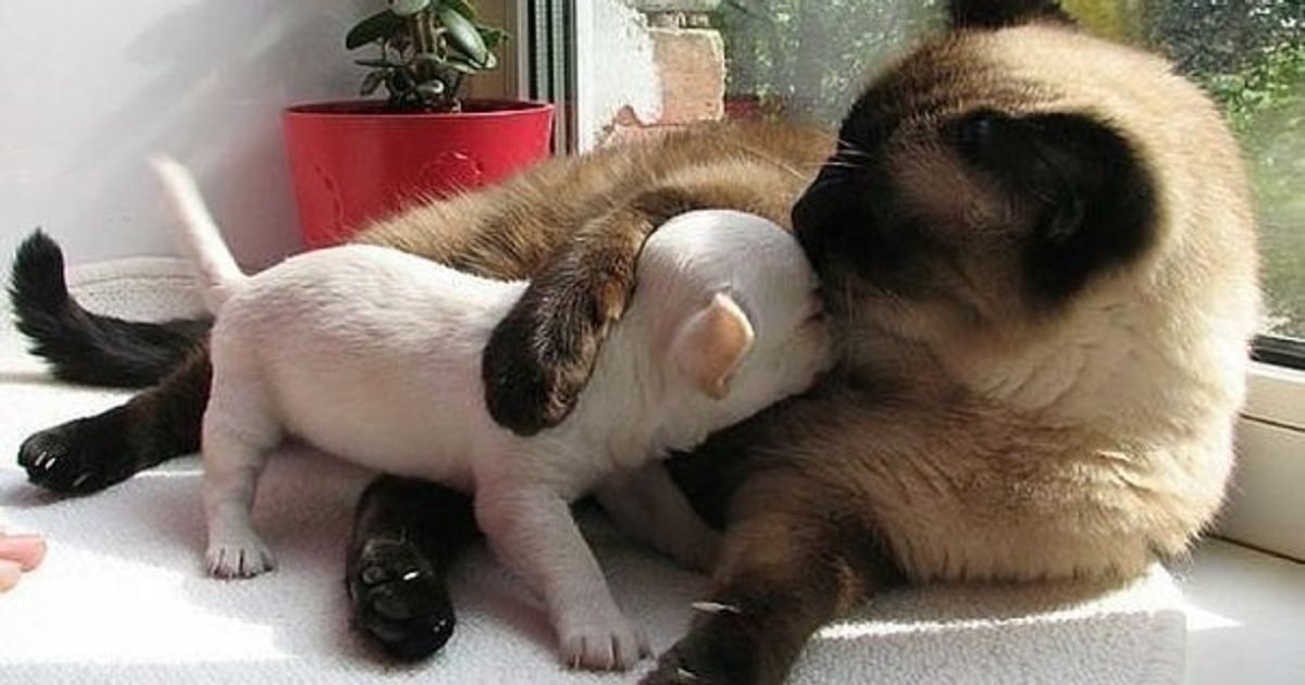 20 bé mèo ngọt ngào đem lòng yêu thương hết mực các bé cún cưng 