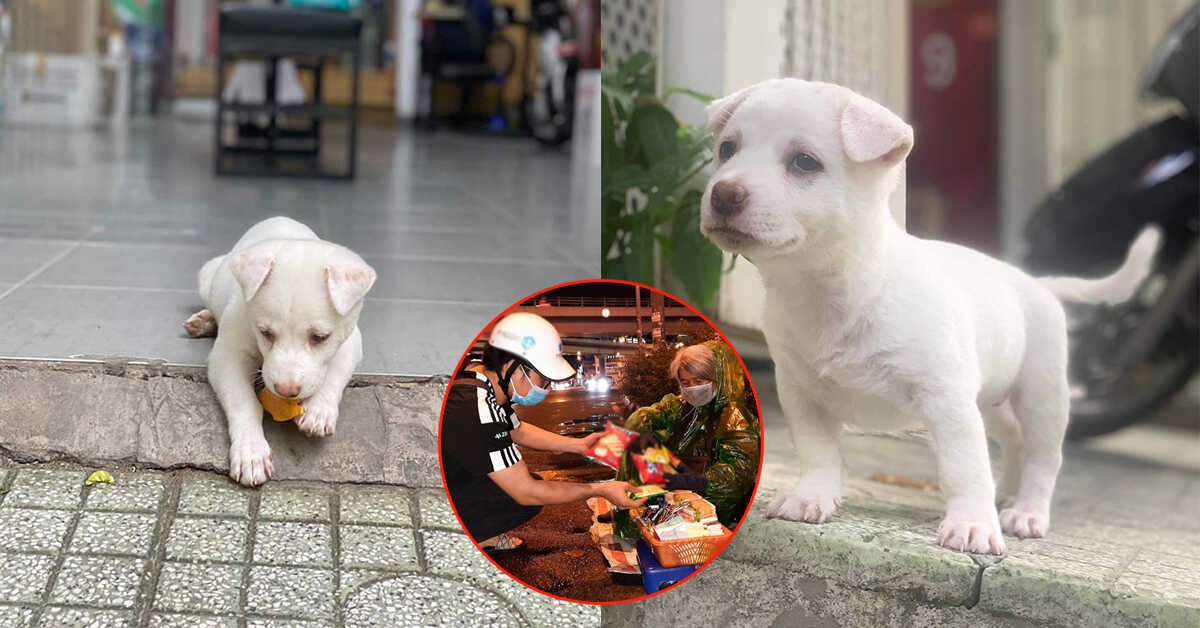 Chú chó thẫn thờ ngóng chủ đi cứu trợ trở về