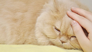 Hướng dẫn cách để chăm sóc mèo già và những vấn đề thường xảy ra