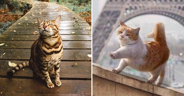 18 hình ảnh những con vật tươi cười hạnh phúc khiến cho các sen cảm thấy sẽ có 1 ngày tươi mới vui vẻ