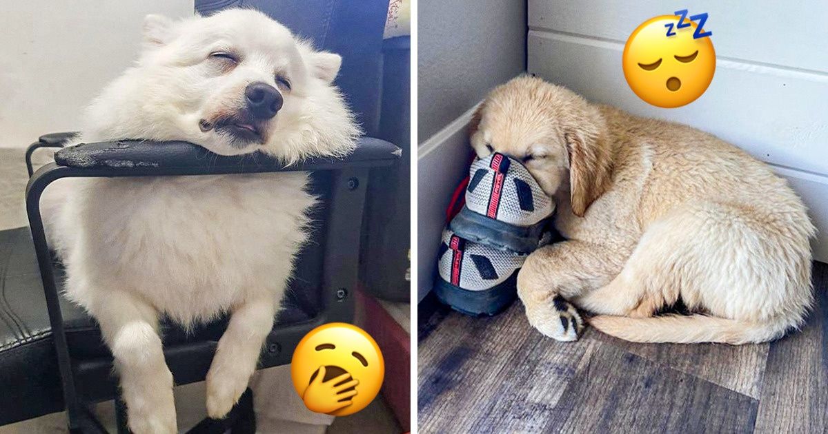 20 chú chó có phong cách ngủ không giống ai khiến cho các sen phải bó tay