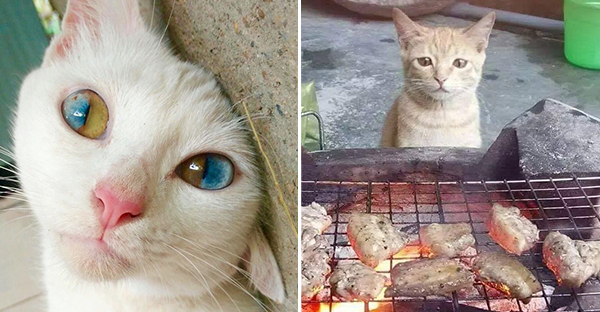 Những hình ảnh khi hoàng thượng cố tỏ ra dễ thương để khiến cho các con sen phải xiêu lòng và phục vụ chúng suốt đời