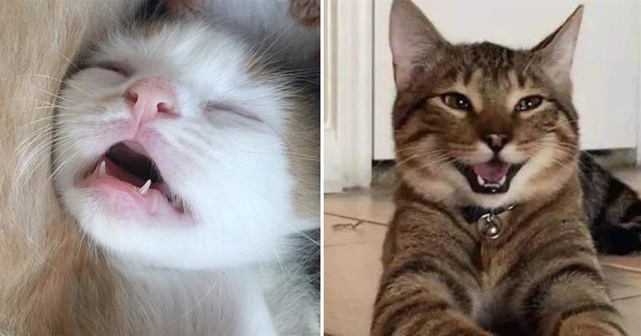 12 bằng chứng cho thấy mèo là loài động vật dễ thương nhất quả đất