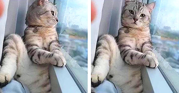 18 hình ảnh vui nhộn về thú cưng khi chúng trở thành những siêu mẫu tạo dánh chụp hình đẹp khỏi chê