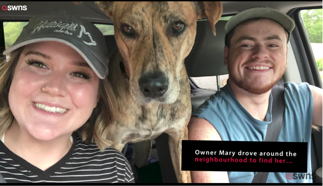 Chú chó đi lạc tự tìm đường về và bấm chuông gọi cửa ‘Tôi đã về rồi đây, cô chủ’