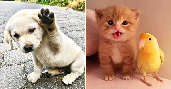 18 bằng chứng cho thấy các bé động vật khi còn nhỏ đều rất dễ thương và được các con sen yêu mến hết mực