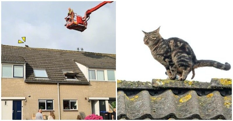 Mèo lên nóc nhà rồi không xuống được, Sen liền kêu cứu hỏa tới cứu nhưng hóa ra là nó đang chuẩn bị đi nặng