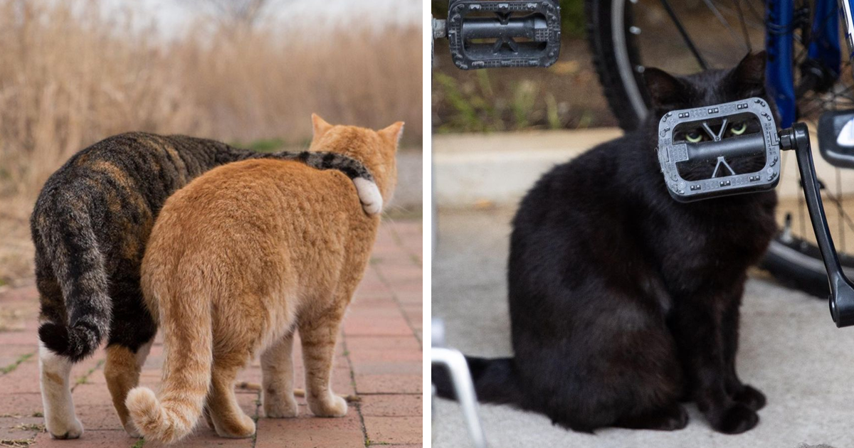 40 bức hình cực đáng yêu các bé mèo hoang tại Nhật bản khiến cho bạn cảm thấy hạnh phúc