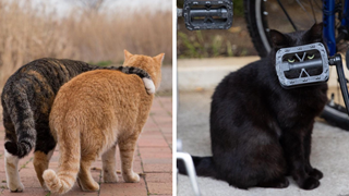 40 bức hình cực đáng yêu các bé mèo hoang tại Nhật bản khiến cho bạn cảm thấy hạnh phúc