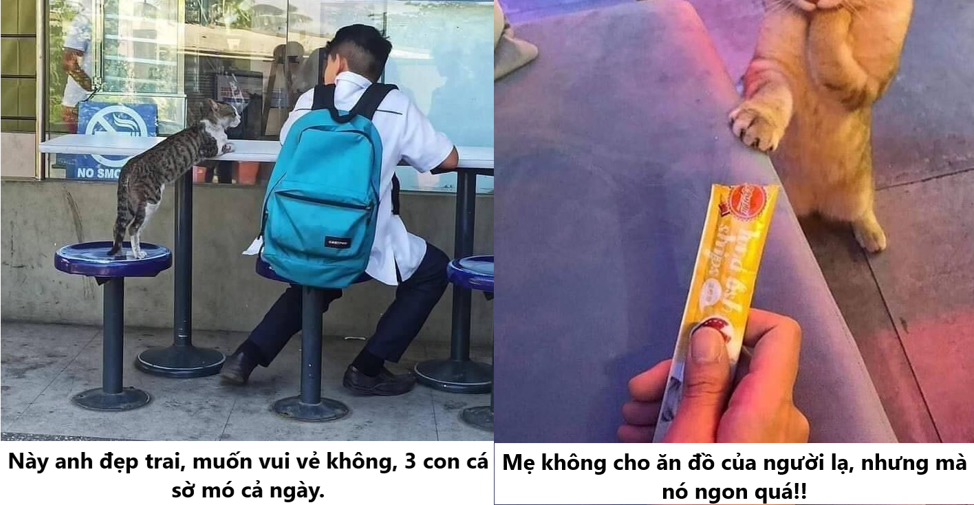 24 bằng chứng cho thấy mèo là loài vật vui tính luôn khiến cho các con sen phải mỉm cười hạnh phúc